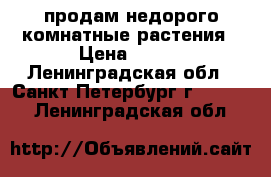 продам недорого комнатные растения › Цена ­ 150 - Ленинградская обл., Санкт-Петербург г.  »    . Ленинградская обл.